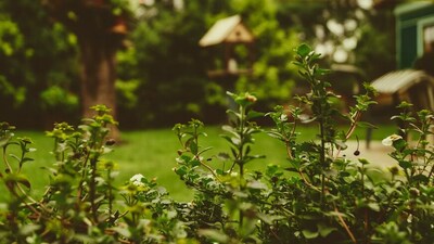 After two years of moving out, ex-homeowners want to take the garden of their old home. (Unsplash) After two years of moving out, ex-homeowners want to take the garden of their old home. (Unsplash)