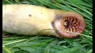 Snapshot of the sea creature called 'sea lamprey.' (Instagram/@ Craig Evans ) Snapshot of the sea creature called 'sea lamprey.' (Instagram/@ Craig Evans )