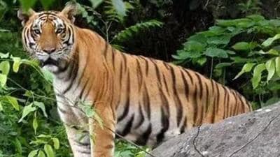 The tiger population in Uttarakhand has risen from 178 in 2006, 227 in 2010, 340 in 2014, 442 in 2018 and 560 in 2022. (Representative file image) The tiger population in Uttarakhand has risen from 178 in 2006, 227 in 2010, 340 in 2014, 442 in 2018 and 560 in 2022. (Representative file image)