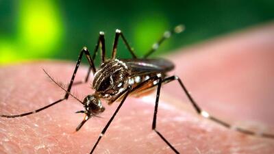 While the dengue outbreak in Delhi has hit the national headlines, little attention has been given to equally worrying data from states such as Karnataka, Kerala and Tamil Nadu. Between them they account for almost half of India’s 22,079 dengue cases till September 13, the last day till when country-wide data is available. (Shutterstock Photo) While the dengue outbreak in Delhi has hit the national headlines, little attention has been given to equally worrying data from states such as Karnataka, Kerala and Tamil Nadu. Between them they account for almost half of India’s 22,079 dengue cases till September 13, the last day till when country-wide data is available. (Shutterstock Photo)