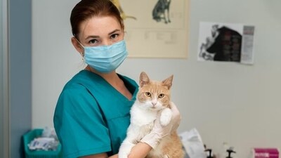 Concealing pain is a second nature to cats and even cat parents may find it difficult to detect signs of illness in them. (Freepik) Concealing pain is a second nature to cats and even cat parents may find it difficult to detect signs of illness in them. (Freepik)