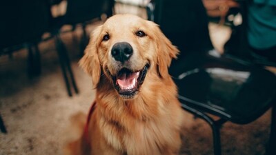 A Boston couple’s wedding ceremony is in jeopardy after their Golden Retriever dog chewed up the groom’s passport two weeks before the wedding in Italy. (Representational Image: Unsplash/Helena Lopes) A Boston couple’s wedding ceremony is in jeopardy after their Golden Retriever dog chewed up the groom’s passport two weeks before the wedding in Italy. (Representational Image: Unsplash/Helena Lopes)