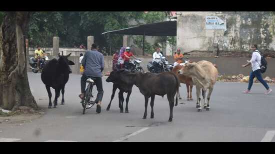 Stray cattle on the streets of Prayagraj (HT Photo)