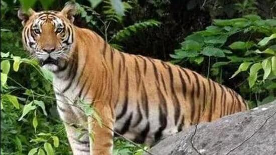 The tiger population in Uttarakhand has risen from 178 in 2006, 227 in 2010, 340 in 2014, 442 in 2018 and 560 in 2022. (Representative file image)