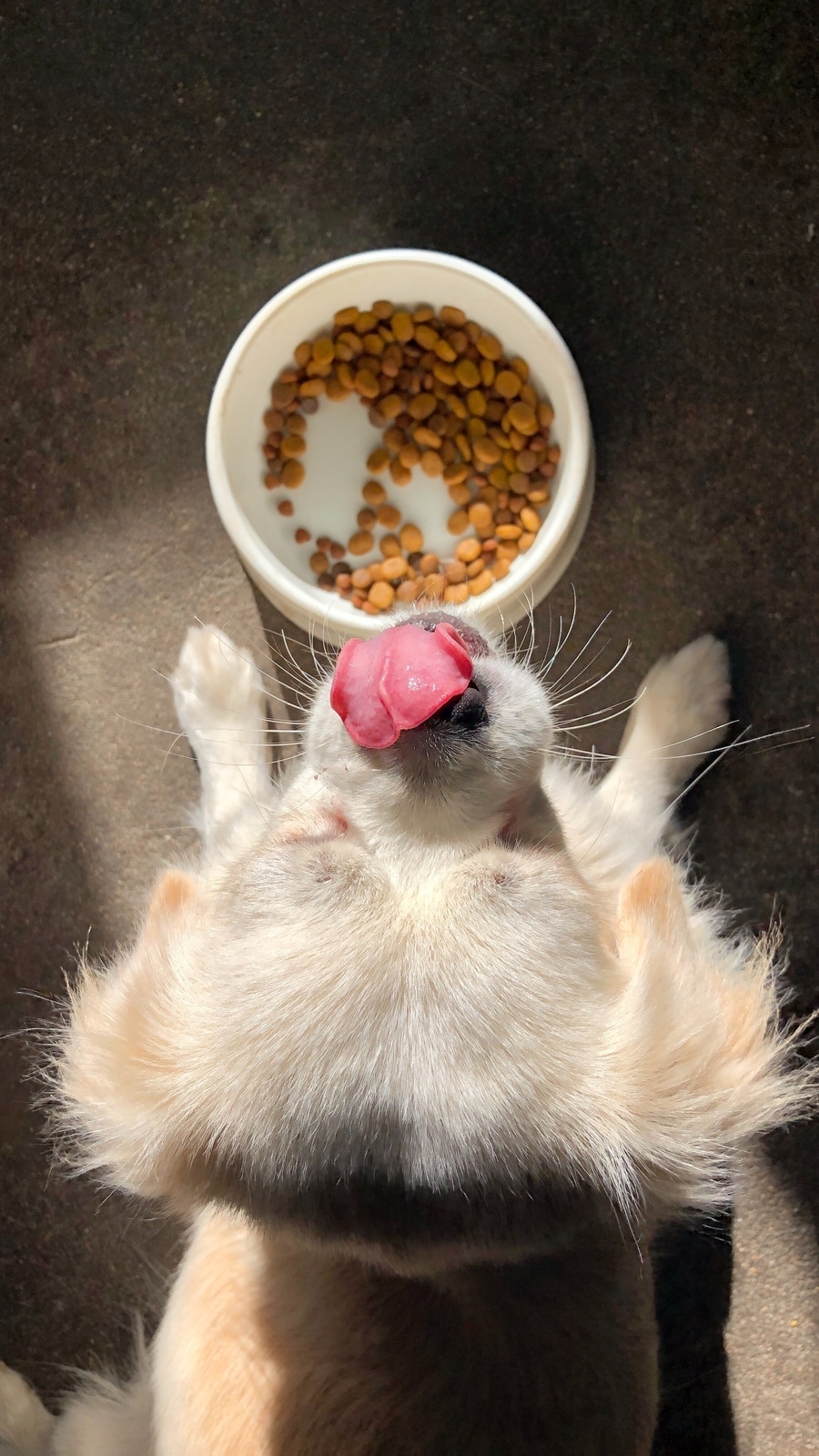 dog_food