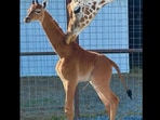 Snapshot of the spotless baby giraffe with its mama.