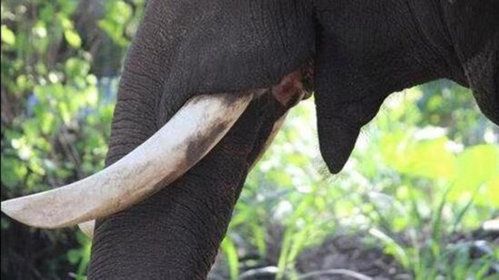 Assam: Elephant tusk weighing 2.3 kg recovered from train; one arrested - Vimarsana News