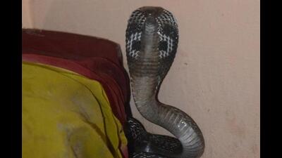 Four types of venomous snakes, including Cobra, Common Krait, Russell’s Viper, and Echis Carinatus are found in Pune. (REPRESENTATIVE PIC) Four types of venomous snakes, including Cobra, Common Krait, Russell’s Viper, and Echis Carinatus are found in Pune. (REPRESENTATIVE PIC)
