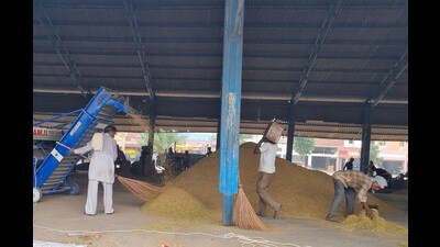 Growers of the early maturing varieties of Basmati rice are reaping a rich harvest with the prices of long-grained aromatic varieties touching ₹3,800 a quintal. (HT Photo) Growers of the early maturing varieties of Basmati rice are reaping a rich harvest with the prices of long-grained aromatic varieties touching ₹3,800 a quintal. (HT Photo)
