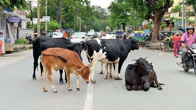In the last year, more than 500 cattle found roaming the streets have been captured by the authority, while around 200 people involved have faced action. (HT Photo) In the last year, more than 500 cattle found roaming the streets have been captured by the authority, while around 200 people involved have faced action. (HT Photo)