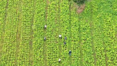 MOMA operates under the state’s horticulture department to promote organic farming in the state and seeks to expand chemical-free organic zones in Manipur. (Photo/MOMA)
