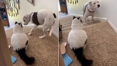 The image shows the cat and the dog staring at each other. (Reddit/@baconroll2022) The image shows the cat and the dog staring at each other. (Reddit/@baconroll2022)
