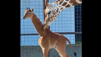 Snapshot of the spotless baby giraffe with its mama. (Twitter/@LLeonsi)
