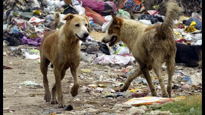 The officials said the new ABC will be able to sterilise about 70-80 stray dogs a day while the existing ABC, near Nandgram, can only handle about 30 sterilisations per day. (Sakib Ali/HT Photo)