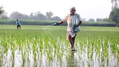 Traders and arhtiyas (middlemen) are expecting prices to rise further, said a commission agent, Sohan Lal from Kurukshetra (Getty Images/iStockphoto) Traders and arhtiyas (middlemen) are expecting prices to rise further, said a commission agent, Sohan Lal from Kurukshetra (Getty Images/iStockphoto)