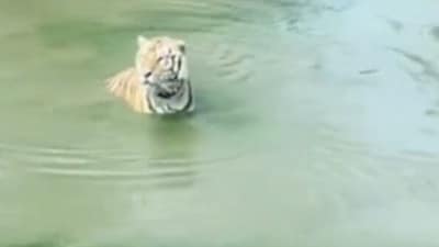 Snapshot of the tiger trying to find the disappeared duck. (Twitter/@buitengebieden) Snapshot of the tiger trying to find the disappeared duck. (Twitter/@buitengebieden)