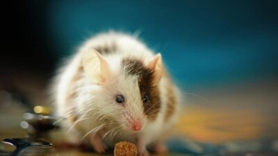 The study exposed mice to predictable as well as random sound sequences, and examined various aspects of their response. (Representative Image/Unsplash) The study exposed mice to predictable as well as random sound sequences, and examined various aspects of their response. (Representative Image/Unsplash)