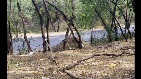 The Forest Department granted an ‘in-principle’ approval for the diversion of over two acres of reserve and private forest category land in Maval tehsil for new road construction. (REPRESENTATIVE IMAGE)