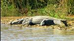 The counting of aquatic animals in the Corbett Tiger Reserve is conducted every year during the summer season. (HT Photo)