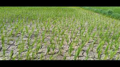 Belagavi is known for its cultivation of export-quality vegetables and paddy. (HT Photo) Belagavi is known for its cultivation of export-quality vegetables and paddy. (HT Photo)