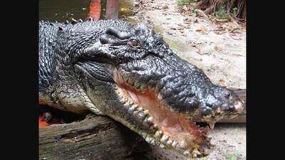 The image shows the world's largest crocodile named Cassius. (Instagram/@guinnessworldrecords)