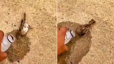 The image shows a human helping a bird. (Reddit/@baconroll2022)