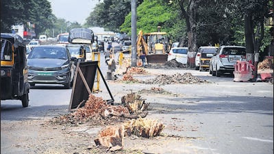 Residents staying near the Pune-Ahmednagar Highway found PMC have cut down 35 fully-grown, indigenous trees on the road Tuesday night. (KALPESH NUKTE/HT) Residents staying near the Pune-Ahmednagar Highway found PMC have cut down 35 fully-grown, indigenous trees on the road Tuesday night. (KALPESH NUKTE/HT)