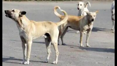 The complainant claimed he was among many witnesses to the killing of the two dogs and had a video of the “criminal and brutal act of the accused.” (Pic for representation)