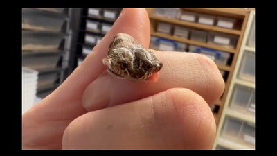 Snapshot of the double headed snake. (Instagram/@Exeter Exotics ) Snapshot of the double headed snake. (Instagram/@Exeter Exotics )