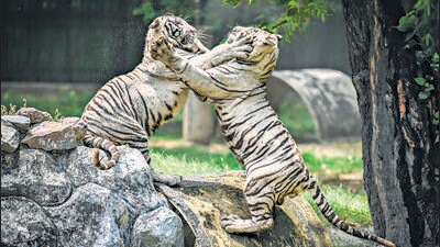 White tiger cubs Avni and Vyom playing in their enclosure at the Delhi zoo in June. (Raj K Raj/HT Photo) White tiger cubs Avni and Vyom playing in their enclosure at the Delhi zoo in June. (Raj K Raj/HT Photo)