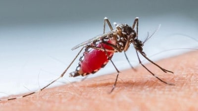 Starting from high fever, headache, chills and nausea, eastern equine encephalitis can progress to seizures, disorientation, and coma. (Getty Images/iStockphoto) Starting from high fever, headache, chills and nausea, eastern equine encephalitis can progress to seizures, disorientation, and coma. (Getty Images/iStockphoto)