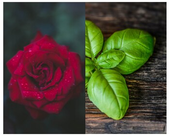 Manifesting ritual with Basil and Rose for Pisces sign. (Pexels) Manifesting ritual with Basil and Rose for Pisces sign. (Pexels)