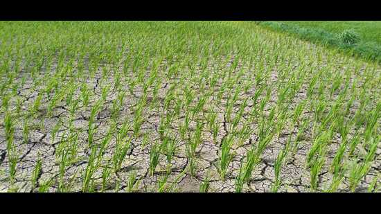 Belagavi is known for its cultivation of export-quality vegetables and paddy. (HT Photo)