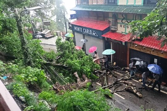 People walking past uprooted trees on Mall Road due to heavy rain in Shimla on Wednesday. (Deepak Sansta/HT) People walking past uprooted trees on Mall Road due to heavy rain in Shimla on Wednesday. (Deepak Sansta/HT)