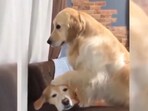 The image shows a dog sitting near another pooch. The image shows a dog sitting near another pooch.