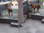 Stray dog trying to drink water from the tap. Stray dog trying to drink water from the tap.