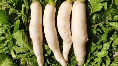 Radish helps in aiding the body and treating blocked nose, mucous related migraine and reducing phlegm. (Unsplash) Radish helps in aiding the body and treating blocked nose, mucous related migraine and reducing phlegm. (Unsplash)