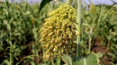Food items rich in zinc such as bajra, jowar, wheat bran and wheat germ help in aiding the immune system as well. (Unsplash) Food items rich in zinc such as bajra, jowar, wheat bran and wheat germ help in aiding the immune system as well. (Unsplash)