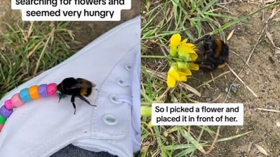Snapshot of the bumblebee approaching the woman. (Instagram/@Majically) Snapshot of the bumblebee approaching the woman. (Instagram/@Majically)