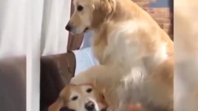 The image shows a dog sitting near another pooch. (Screengrab)
