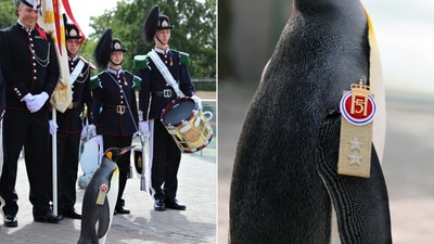 The image shows a penguin named Sir Nils who holds the third highest rank in the Norwegian Army. (X/@EdinburghZoo) The image shows a penguin named Sir Nils who holds the third highest rank in the Norwegian Army. (X/@EdinburghZoo)