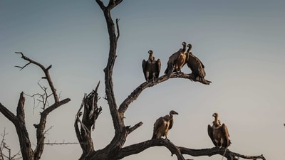 Historically, vultures were widespread in India. (representational image). (Unsplash) Historically, vultures were widespread in India. (representational image). (Unsplash)