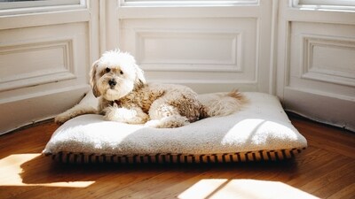 The journey of pet parenting in limited spaces is a testament to the adaptability and resilience of both humans and animals. (Unsplash/Matthew Hamilton) The journey of pet parenting in limited spaces is a testament to the adaptability and resilience of both humans and animals. (Unsplash/Matthew Hamilton)