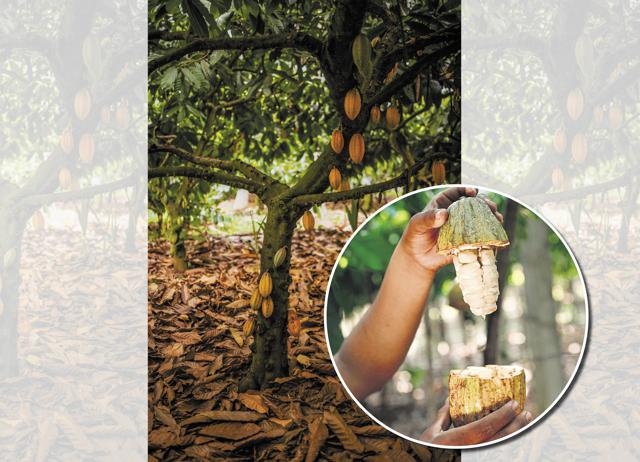 In India, cacao beans have been growing since 1960, cultivated mostly for mass-market brands. (Manam/ HT Archive) In India, cacao beans have been growing since 1960, cultivated mostly for mass-market brands. (Manam/ HT Archive)