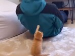 Snapshot of the cat helping its human to exercise. Snapshot of the cat helping its human to exercise.