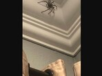The image shows a huge spider on the corner of a ceiling. The image shows a huge spider on the corner of a ceiling.