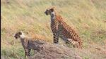 Six adult cheetahs have died in Kuno since the translocation of 20 big cats to India (File Photo)
