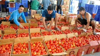 The price of tomatoes has now surged both in Nepal and India. First in India because of low harvest due to weather, and then in Nepal because of the sudden rise in exports to India. (ANI Photo) (Ajay kumar) The price of tomatoes has now surged both in Nepal and India. First in India because of low harvest due to weather, and then in Nepal because of the sudden rise in exports to India. (ANI Photo) (Ajay kumar)
