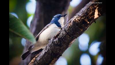 As per the PBR data, there are over 900 species of trees in the city of which at least 125 are rare species. (HT PHOTO) As per the PBR data, there are over 900 species of trees in the city of which at least 125 are rare species. (HT PHOTO)