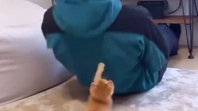 Snapshot of the cat helping its human to exercise. Snapshot of the cat helping its human to exercise.